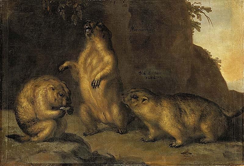 'Murmeldjur' (Marmota)
Creación del siglo XVII.
Técnica: Óleo.
Dimensiones: 73 × 107 cm.
Ubicación: Museo Nacional de Estocolmo, Suecia.
Autor: David Klöcker Ehrenstrahl (alemán - sueco, 1628-1698)
#arts #paintings