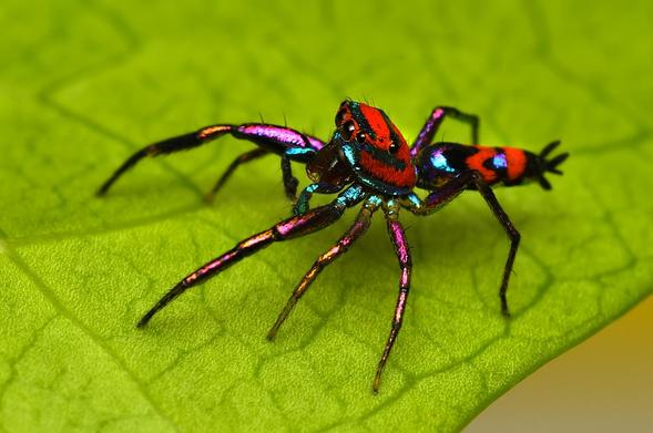 Araña con abdomen alargado, patas iridiscentes y cuerpo anaranjado.