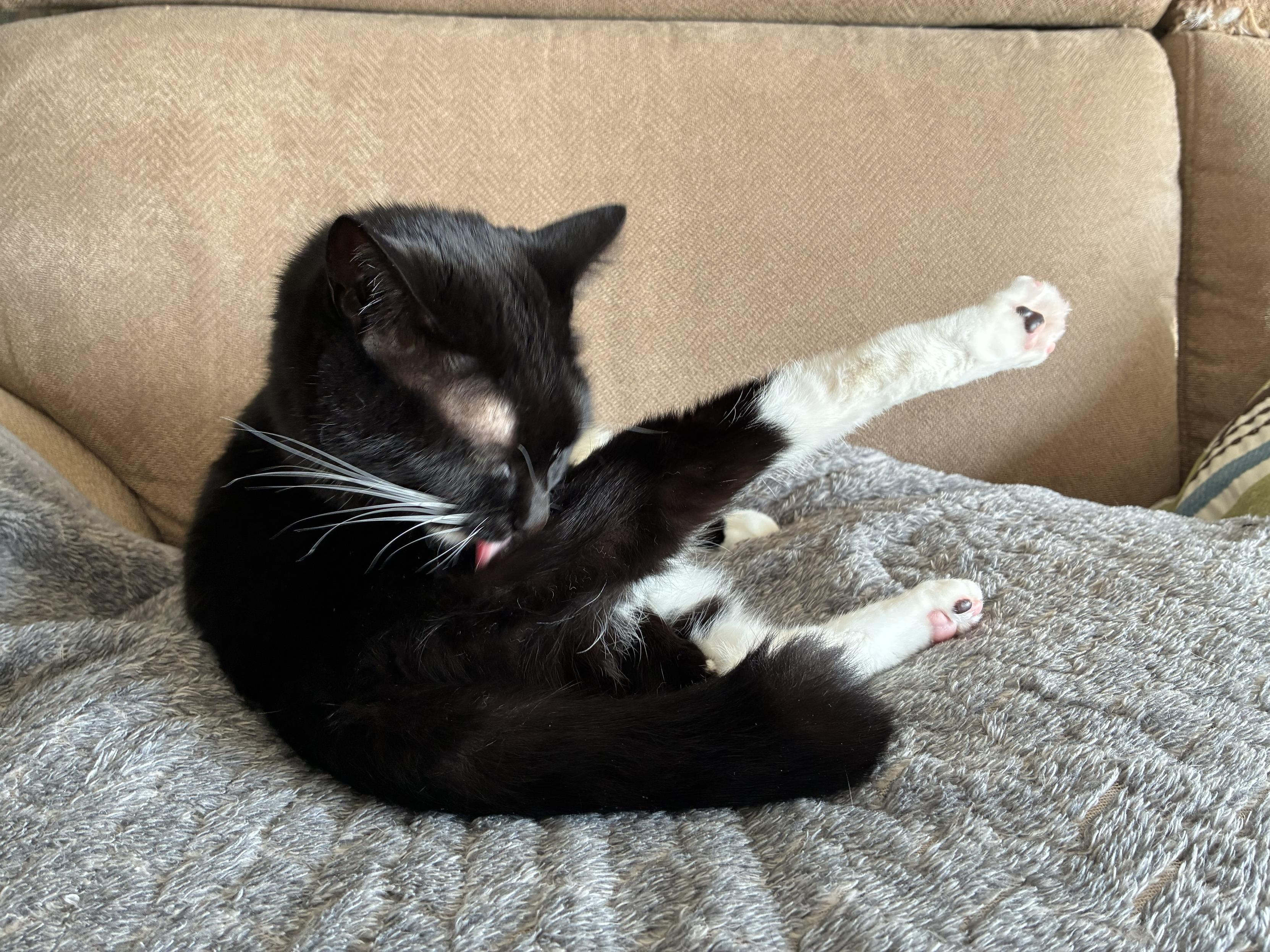 A black and white cat is grooming itself while lying on a soft, gray blanket. One paw is extended, with the cat licking its fur. The background features a patterned cushion.