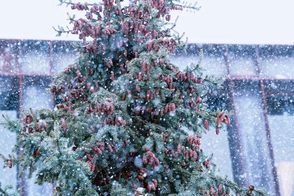 Evergreen tree heavy with cones with lots of visible snowflakes froaen in air with a rusty metal framework in the background