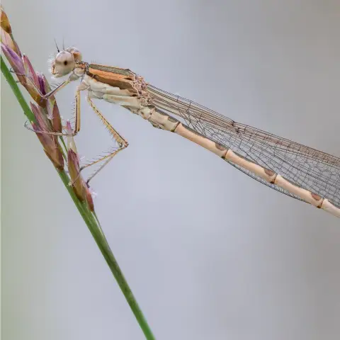 Nahaufnahme einer schmalen, hellbraun und grünbraun gemusterten Libelle. Sie trägt ihre glasklaren Flügel mit schwarzen Adern zusammengelegt über dem Rücken. Mit feinborstigen Beinen hält sie sich an einem Grashalm an der Ähre fest. Am 2. Hinterleibssegment erkennt man als kleinen Erhöhung das Begattungsorgan, das sie als männliches Tier kennzeichnet.
Foto: Michael Frank
Quelle: https://www.instagram.com/p/DSTFCK6jPl1/?utm_source=ig_web_copy_link&igsh=MzRlODBiNWFlZA==
