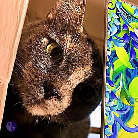 A dilute tortoiseshell cat face, tilted to the side so one ear is upright, with medium length gray fur and patches of cream  distributed randomly over a pert face with black nose leather,. She is peeking out between a wall and the back of a laptop screen, which has a skin of green and blue leaves and butterflies, illustrating Invite Cat Closeness.