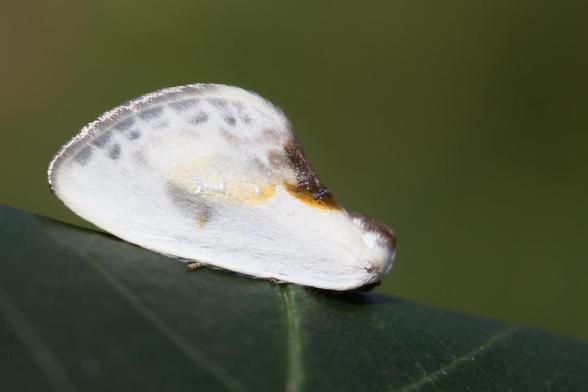Papillon de la légende: Tout blanc avec quelques taches diffuses grises et marron, sa forme et ses couleurs le font passer pour une fiente d'oiseau quand il se pose sur les feuilles, comme ici.