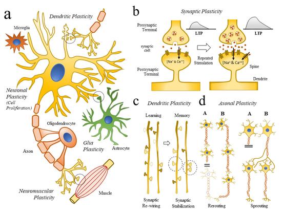 Schematic illustration of neuronal plasticity across scales. (a) Schematic representation of key cellular elements (neuronal and glial cells) involved in the neuroplasticity (NP) process (Neuronal and Glia plasticity) as well as subcellular compartments (Synaptic, Dendritic, Axonal, Neuromuscular Plasticity). (b) Schematic diagram representing how repetitive synaptic stimulations repetitive LTPs are linked to molecular changes (Doted circle in (a)), and the generation of dendrite and spine remodeling. (c) Schematic illustration showing some of the changes in dendrite formations (dotted dendrite spines) following learning (synaptic re-wiring) and memory formation (synaptic stabilization). (d) Schematic illustration showing axonal mechanism of neuroplasticity and repair (rerouting and sprouting) following brain injury. Abbreviations: LTP, long-term potential. Source: Wikimediaꜛ (license: CC BY-SA 4.0; original figure from Gatto, 2020ꜛ).