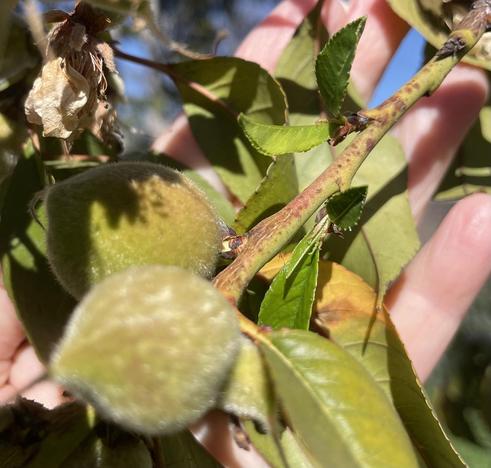 My hand holding a part of branch tip with two developing peaches and a mess of leaves in various stages