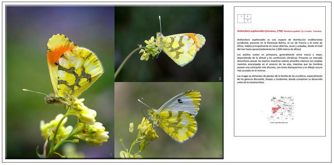 Panel de Anthocharis euphenoides
