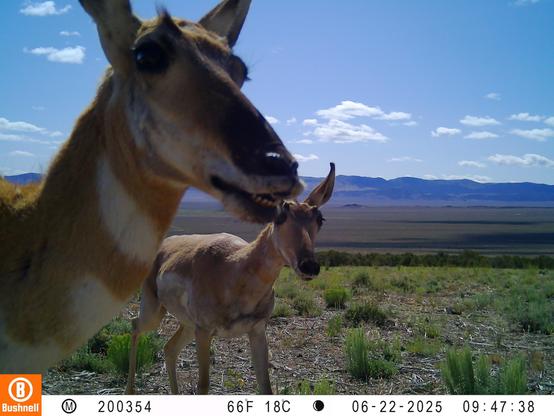 pronghorn making goofy faces while looking into a field camera against a blue sky and sweeping vista