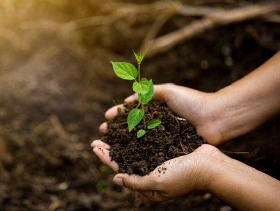 Close-up of two hands holding a small mound of soil with a young green plant sprouting, set against a blurred natural background.