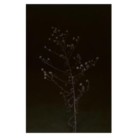 Ein brauner Blütenstängel in der Nacht. Die Pflanze ist vertrocknet. Statt der farbigen Blüten haben sich weiße kleine Puschel gebildet, die sich deutlich vor der dunklen Nacht abheben. 