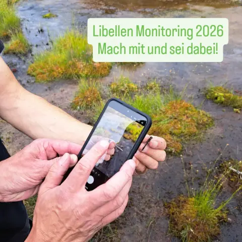 Eine linke Hand hält eine Libelle fest, zwei weitere Hände halten ein Smartphone und fotografieren die Libelle. Im Hintergrund ein Moorgewässer mit Schlenken (Grasbüschel im Wasser). Text: Libellenmonitoring 2026, mach mit und sei dabei!