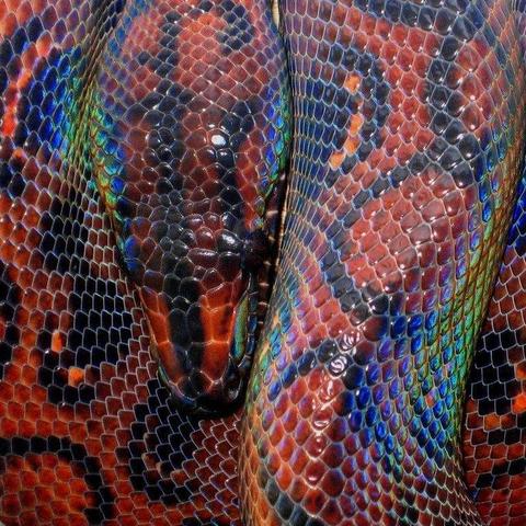 A close-up of an iridescent Boa.