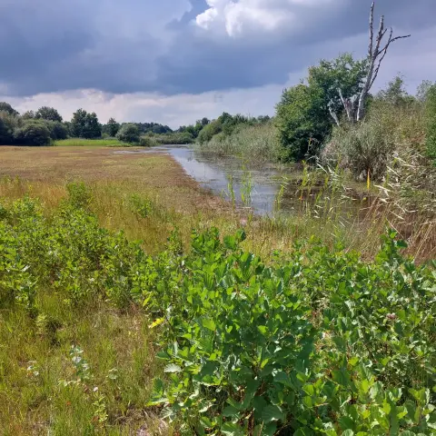 Eine teilweise überflutete Wiese unter einem stark bewölkten Himmel. Rechts ist ein Gehölzsaum zu sehen, im Vordergrund junge Erlen, im Hintergrund weitere niedrige Gehölze