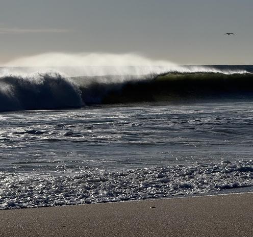 A wave braking on the shore. The light makes it look almost monochromatic. The wave is breaking into the wind, so the mist is moving opposite from the wave.  A gull in flight is seen toward the right margin of the picture