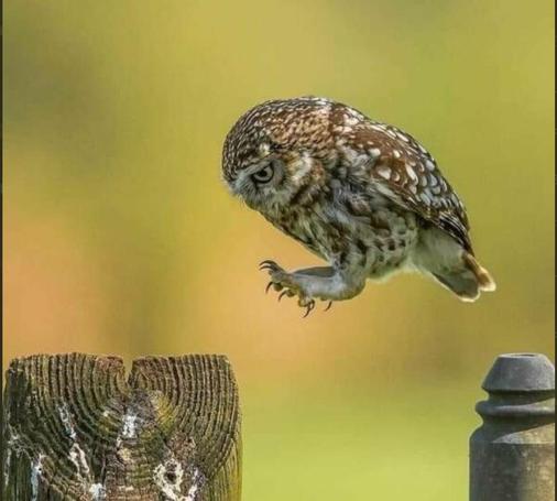 Small owl sideciew jumping between fence post tops 
