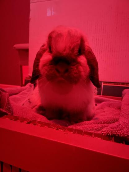 A tiny lop eared rabbit faces camera under a red overhead light. She's a very good bunny who is a resistor too