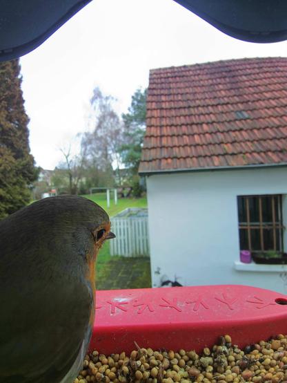 Rotkehlchen im Futterhäuschen