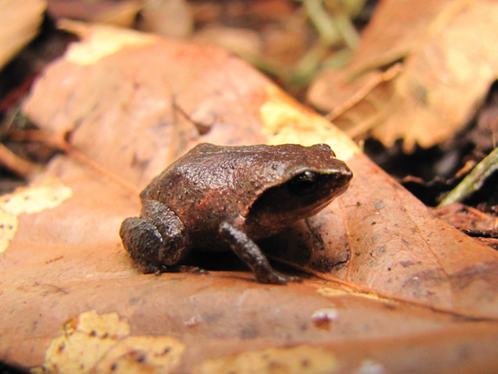 A somewhat bulky frog that is dark brown all over sits on a dead leaf.