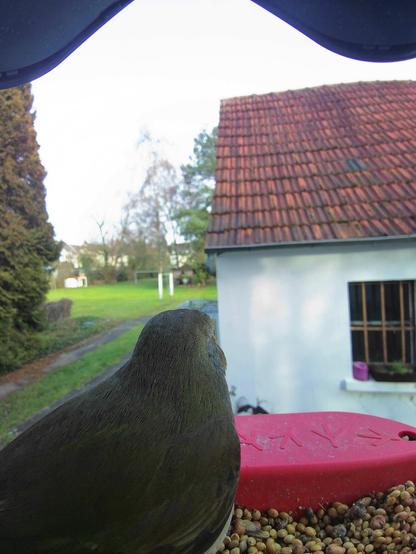 Rotkehlchen im Futterhäuschen