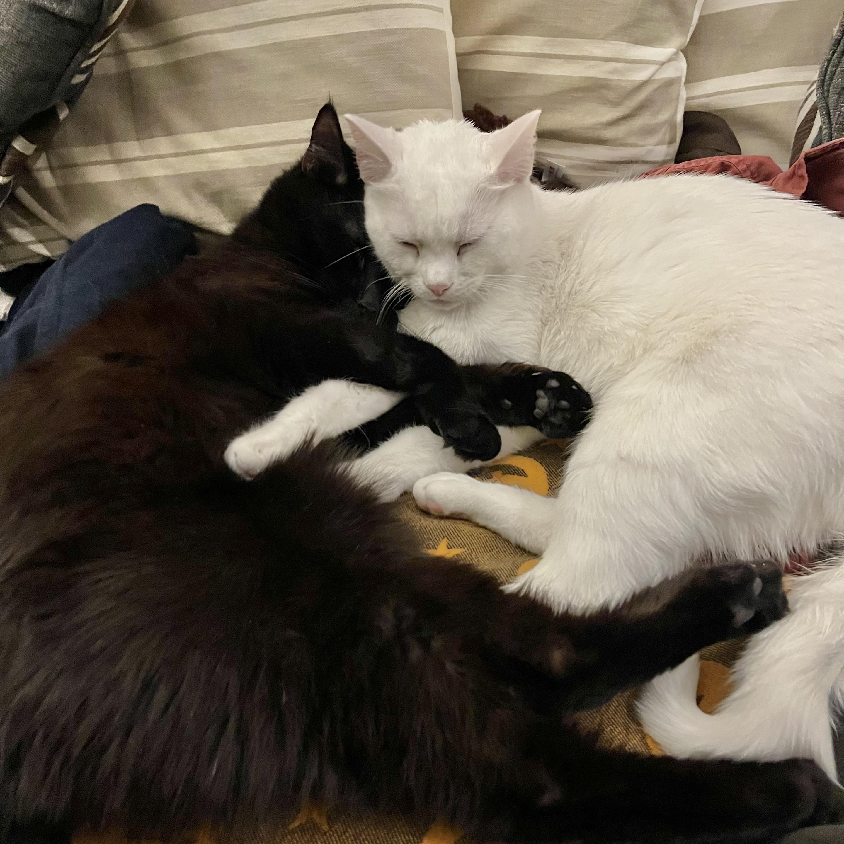 a black cat and a white cat cuddle and cross arms together on a couch