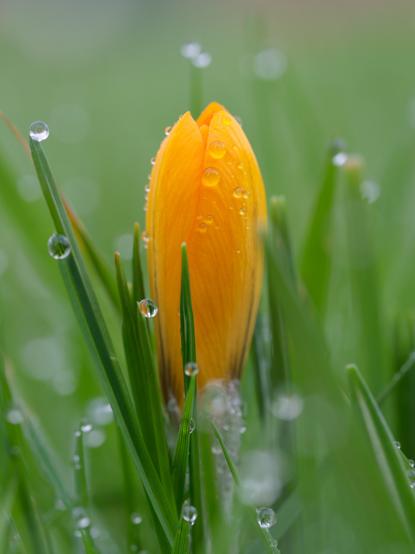 A photograph of an orange crocus rising out of grass and beaded with water droplets. 