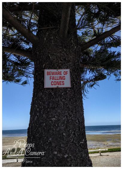 A vertical shot focusing on the textured trunk of a large Norfolk Island Pine tree. A white rectangular sign with red text reading "BEWARE OF FALLING CONES" is pinned to the center of the trunk. In the background, a bright blue sky meets a calm coastline and sandy beach.