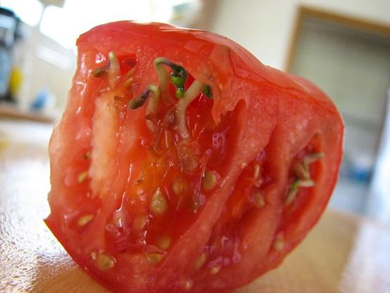 Sprouting tomato