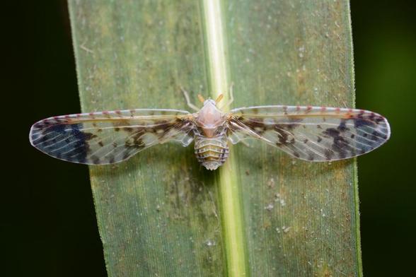 Insecto con tórax y abdomen anchos y cortos.  Tiene enormes alas dispuestas en perpendicular al cuerpo.
