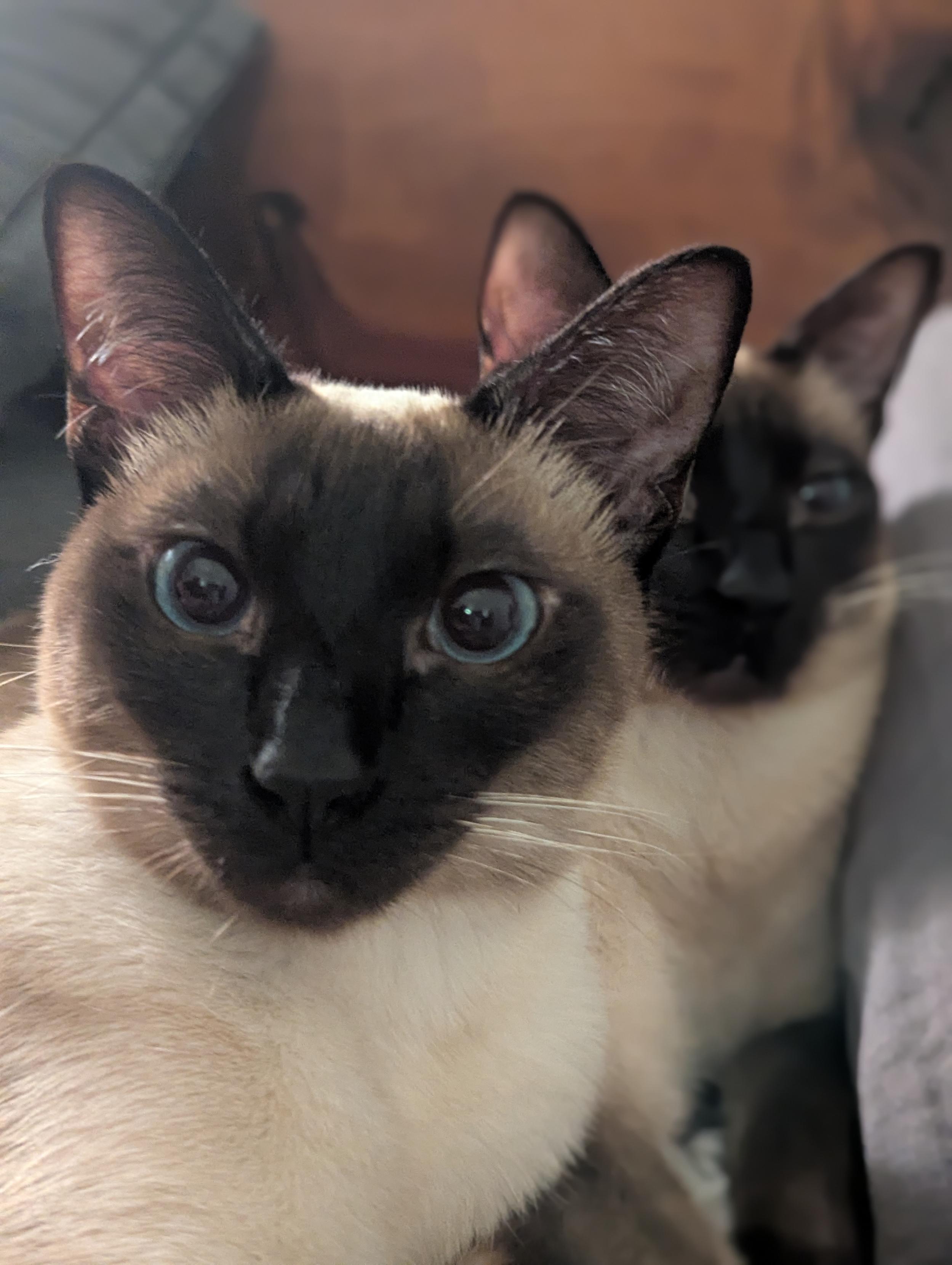Close up of a pompous, imperious looking Siamese cat with her sister behind her