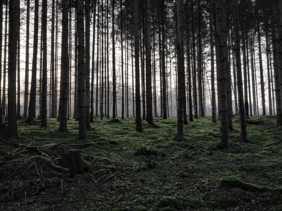 Nadelwald. Digitale Farbaufnahme.