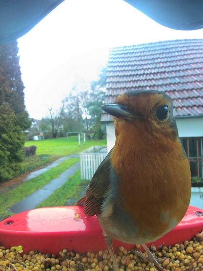 Rotkehlchen im Futterhäuschen