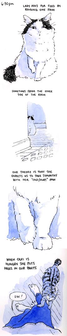 6:30pm Lady asks for food by raising one paw. Sometimes from the other side of the room. Our theory is that she expects us to take sympathy with her "cold/hurt" paw. When Caxi is hungry she puts holes in our pants. "Ow!" I say