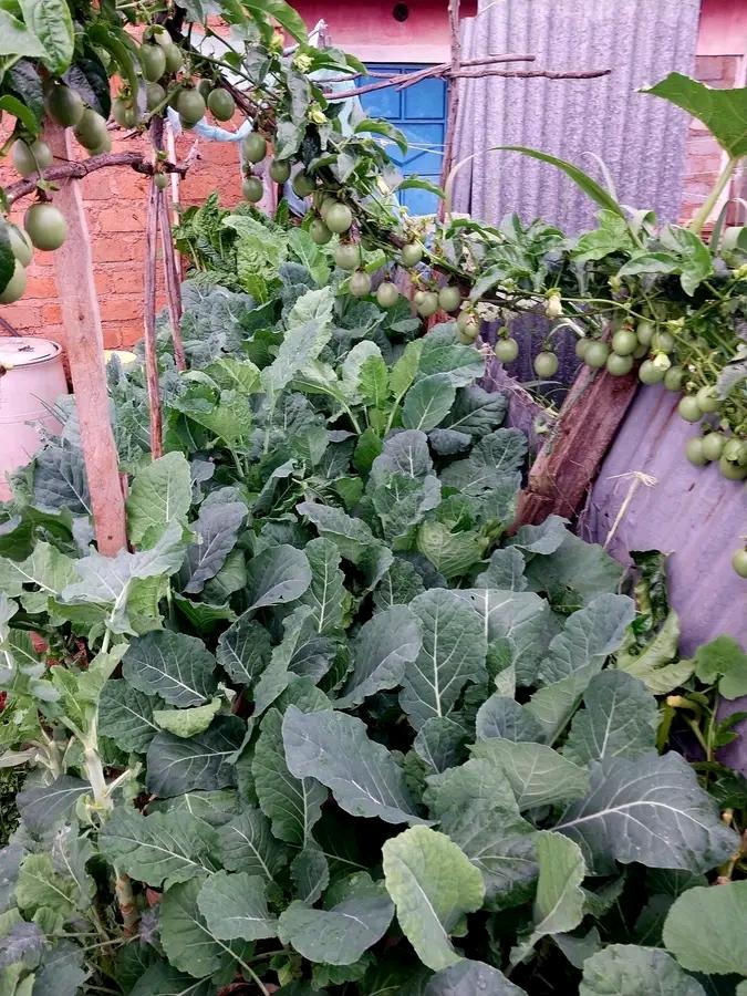 Brassica on the grown with nice leaves and local passion fruit more than ten on the mother branch