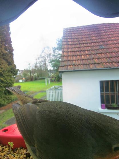 Rotkehlchen im Futterhäuschen