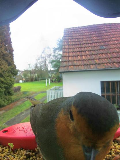 Rotkehlchen im Futterhäuschen