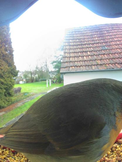 Rotkehlchen im Futterhäuschen