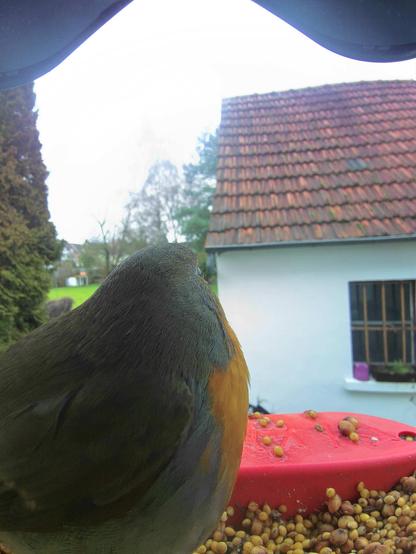 Rotkehlchen im Futterhäuschen