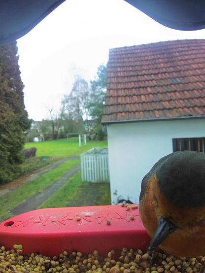 Rotkehlchen im Futterhäuschen
