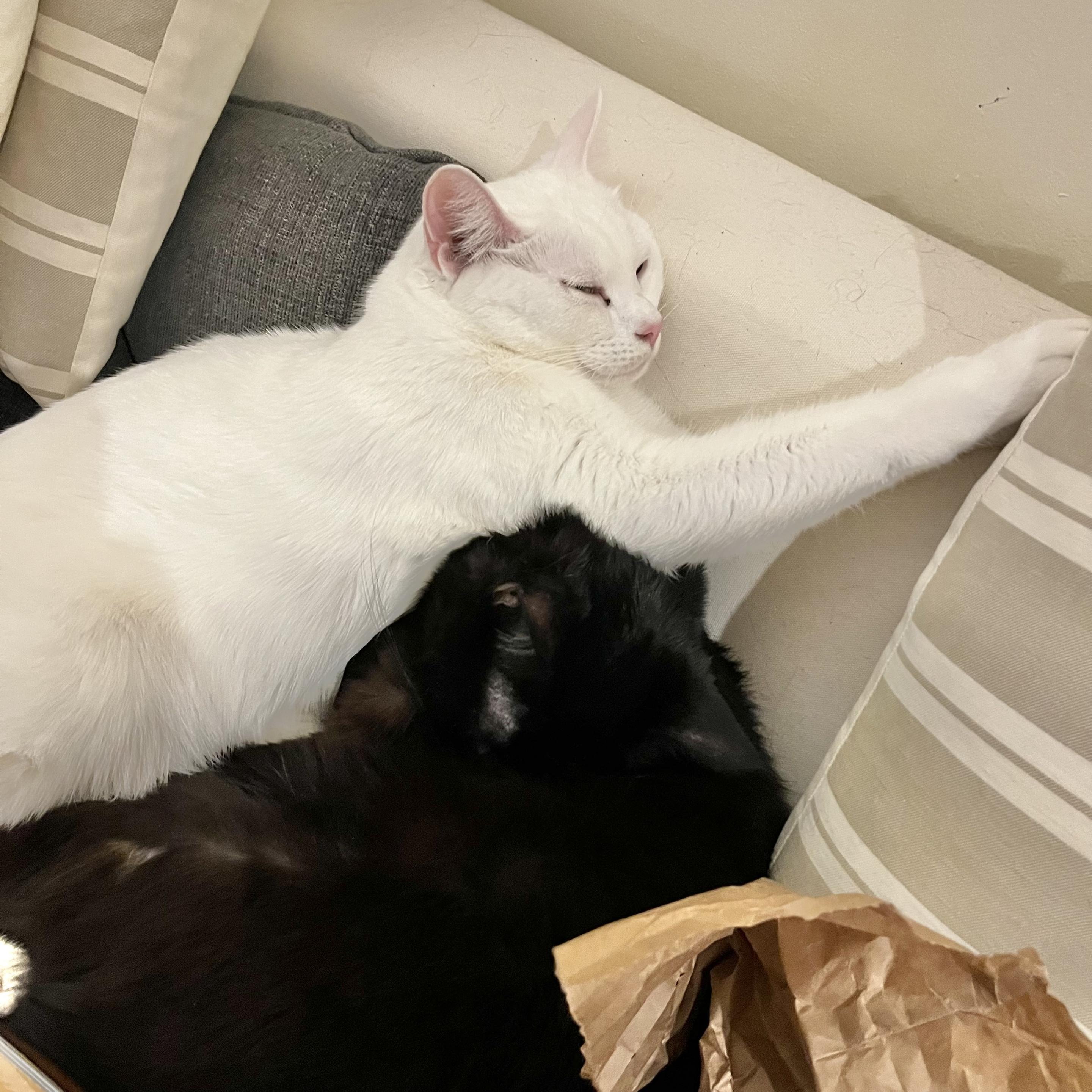 a white cat on a couch stretches her arms over a black cat