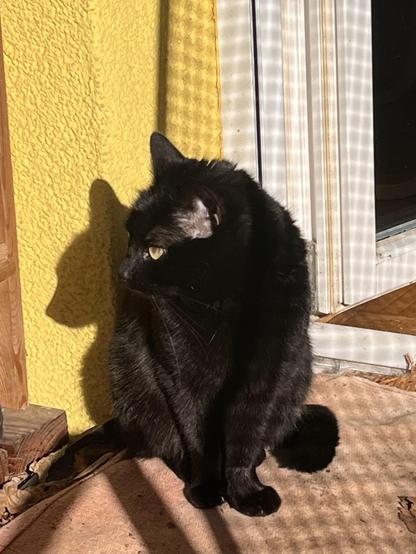 Black cat in the sun, a shadow of a metal grid, a yellow wall