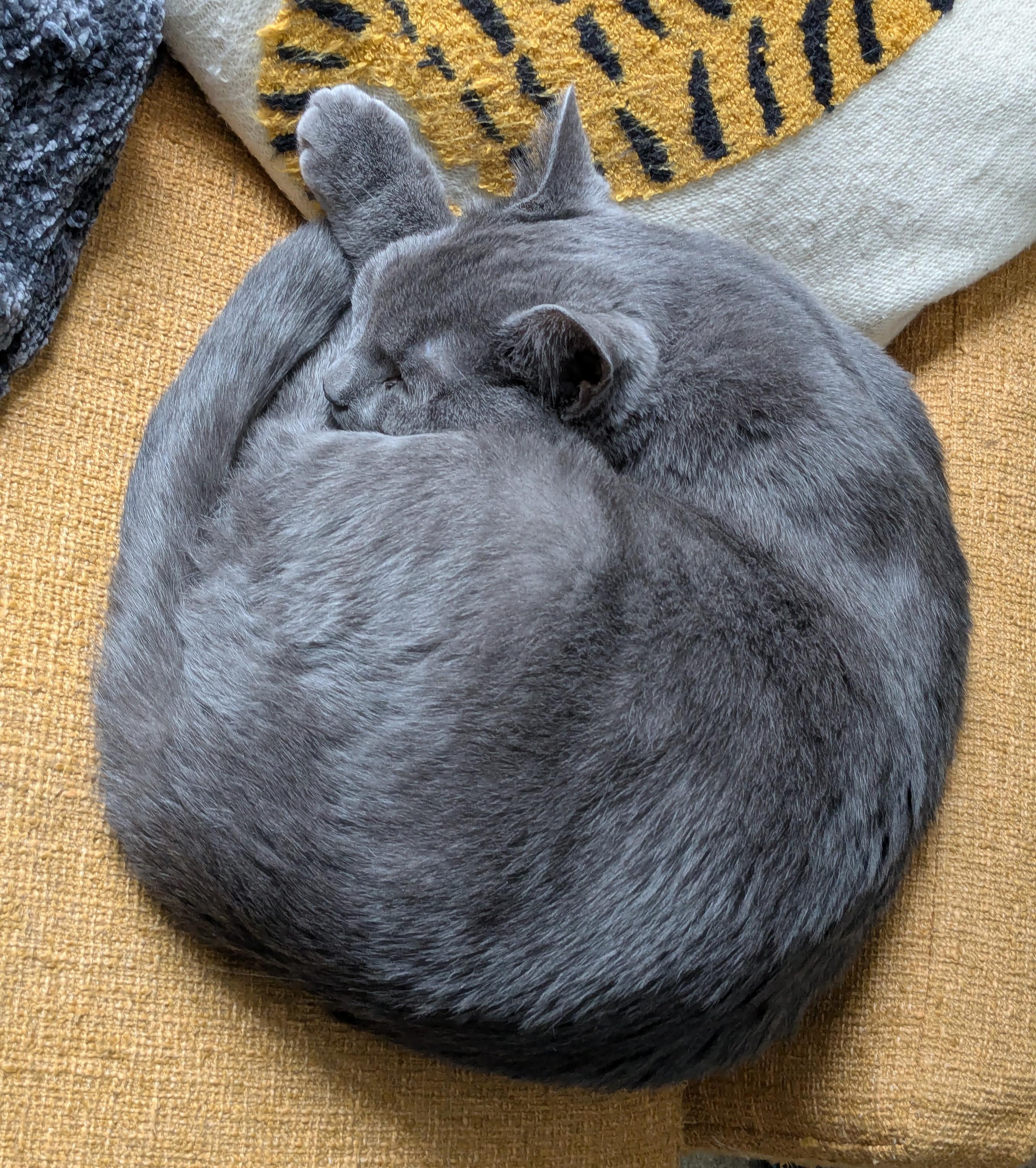 cat