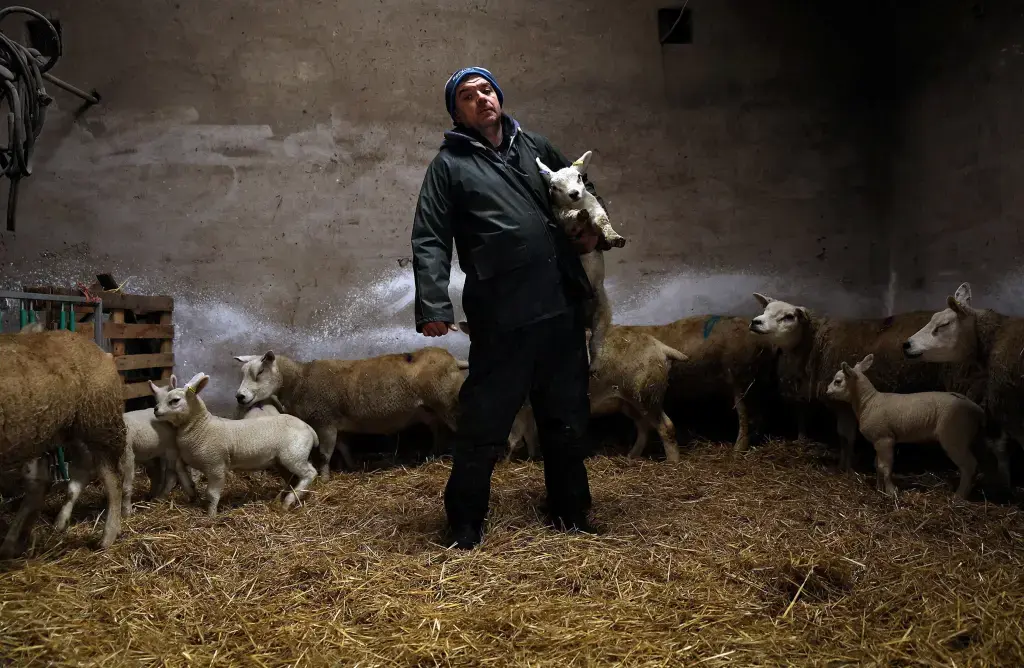 A farmer tends to newborn lambs inside the shed.