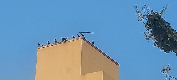 A closer view of about 10  House crows sitting or just landing on the edge of clean cream coloured  cement concrete water tanks set atop multi storied buildings

The building is set  against a fading blue sky

The birds look small against the frame. 

This is a photo from mobile phone camera with a zoomed in picture