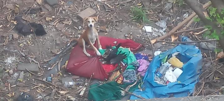 View looking downward at an India Street Dog - brown back and white underside with a white snout and brown ears.  Fore paws are whjte while the back of the legs are brown 

The dog is small, thin - from its bark young- and is looking upwards at the observer 

It is sitting on a pile of trash tied together in a red  cloth bundle. It has on the bundle a dead crow.

The area surrounding has more trash, earth, scrub ans some bushes