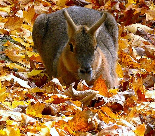 Patagonischer Hase im Herbstlaub