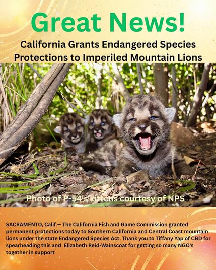 California Grants Endangered Species Protections to Imperiled Mountain Lions
Photo of P-54's kittens courtesy of NPS. SACRAMENTO, Calif.— The California Fish and Game Commission granted permanent protections today to Southern California and Central Coast mountain lions under the state Endangered Species Act. Thank you to Tiffany Yap of CBD for spearheading this and Elizabeth Reid-Wainscoat for getting so many NGO's together in support
