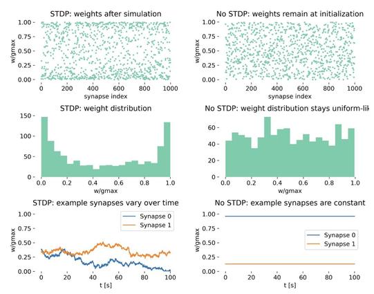 Synaptic weight dynamics with and without spike-timing-dependent plasticity. Left: STDP-enabled network. Synaptic weights differentiate over time and converge toward a bimodal distribution. Right: Control simulation without STDP. Synaptic weights remain at their initial random values and show no dynamical reorganization. Top panels show the final synaptic weights, middle panels show the distribution of synaptic weights, and bottom panels show the time course of two example synapses.
