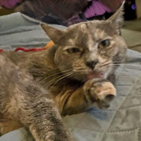 Close-up of the front half of a dilute tortoiseshell cat with Huffy, gray fur and patches of cream and orange. She has one paw with white toes lifted up to her face, where herbpink tongue is already busy cleaning it, while she straws on a bed with sky blue bedding. Her golden eyes are fixed on the lens, closing with relaxation, with her ears relaxed, more towards the sides of her head.