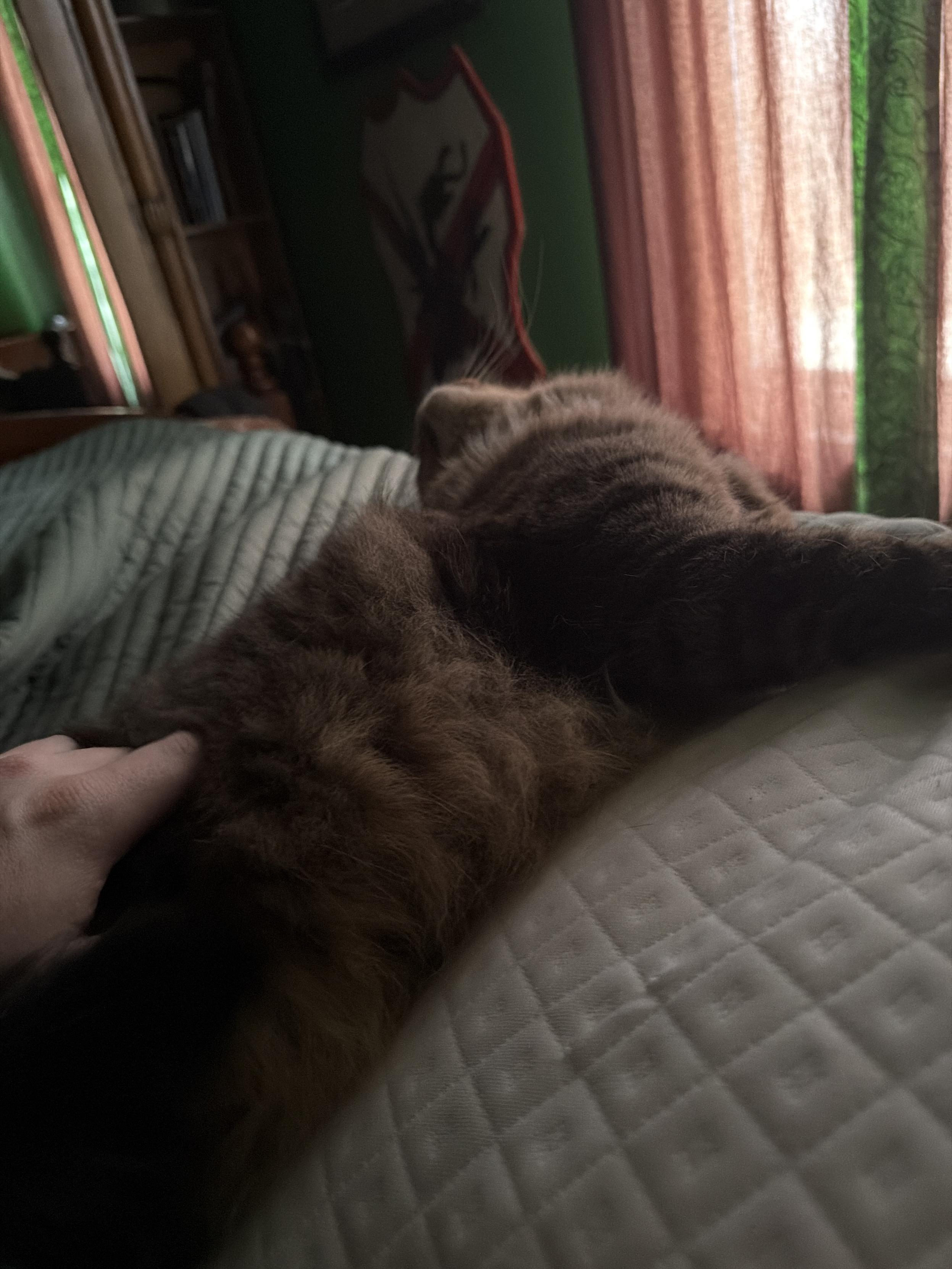 My cat Beau laying next to me, getting scratches and pets.