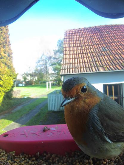 Rotkehlchen im Futterhäuschen