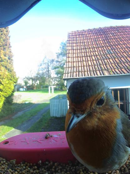 Rotkehlchen im Futterhäuschen